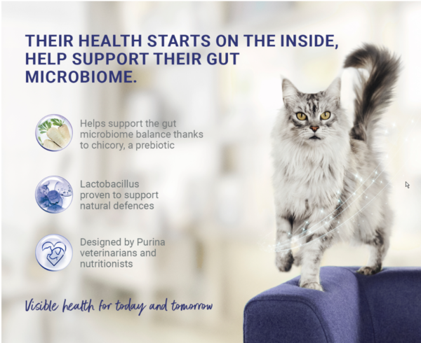 Purina ONE Senior 7 Plus Dry Cat Food – Chicken (800g)